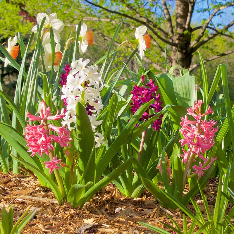 Valentine Hyacinth Mix - Image 2