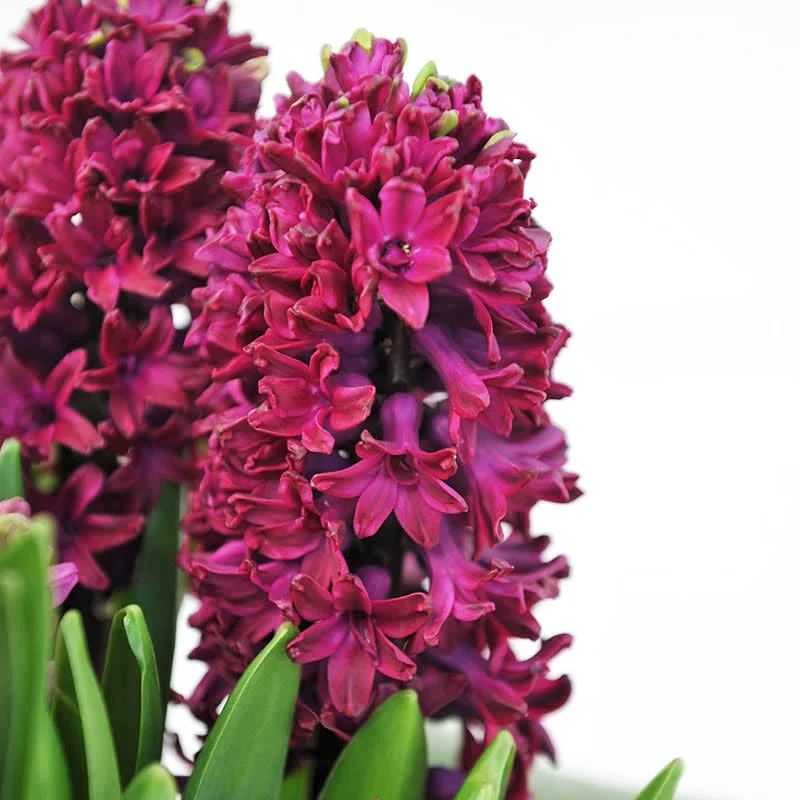 Woodstock Hyacinth