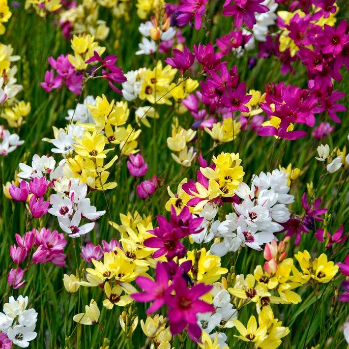 Ixia Mix - Image 4