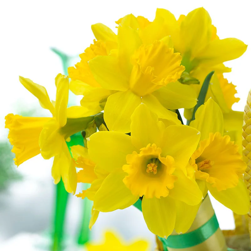 Gigantic Star Large Cupped Daffodil - Image 2