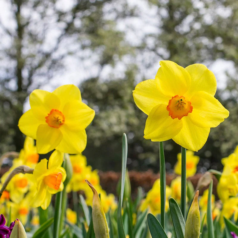 Pacific Rim Large Cupped Daffodil - Image 2