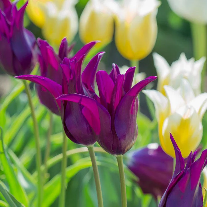 Burgundy Lily Flowered Tulip - Image 2