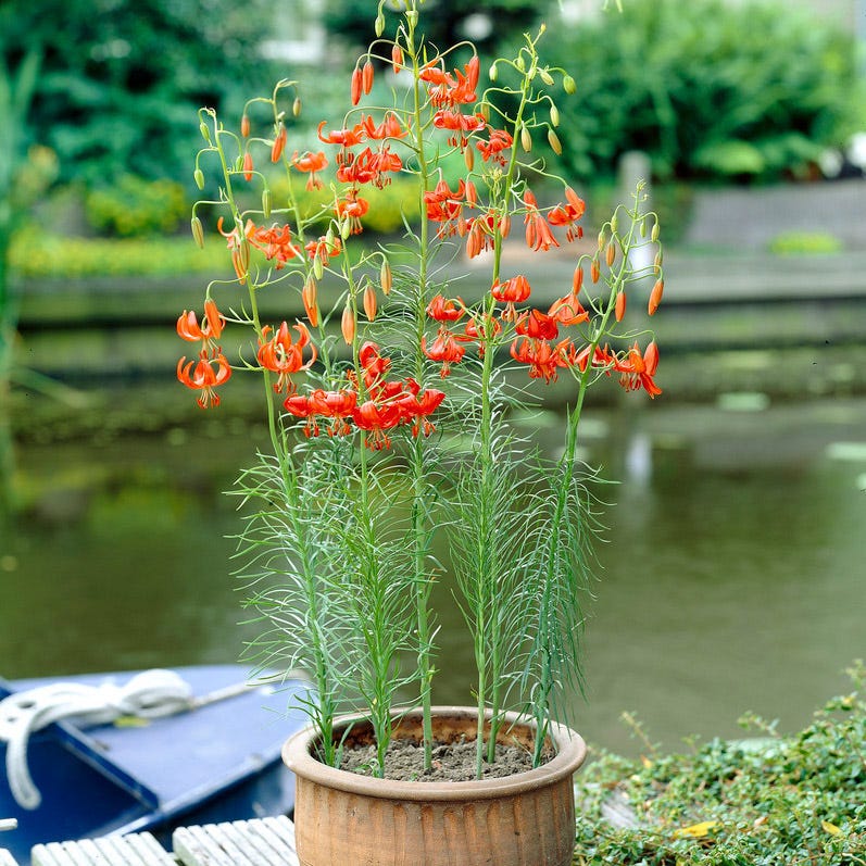 Turk's Cap Lily - Image 3