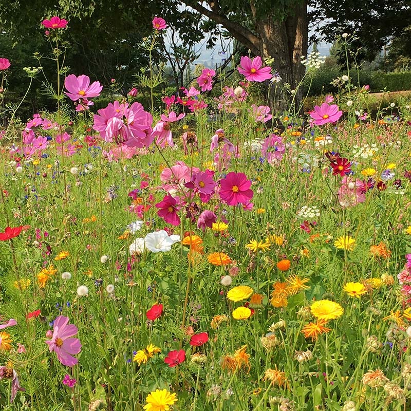 Fall Maximum Wildflower Seed Mix - Image 2
