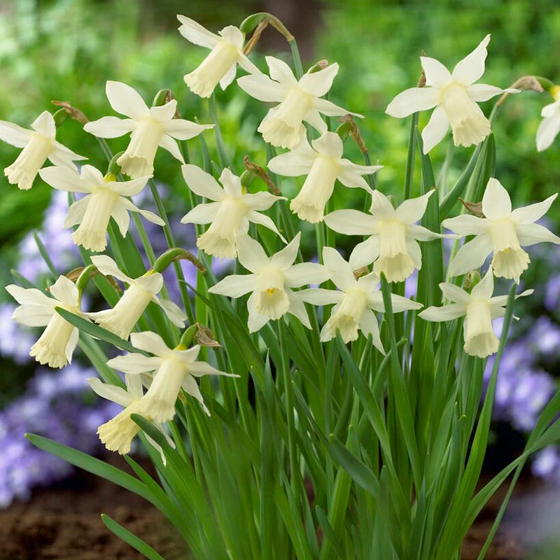 Elka Mini Trumpet Daffodil - Image 2