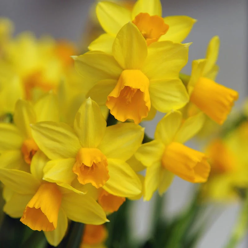 Naturalizing Mini Daffodil Collection - Image 2