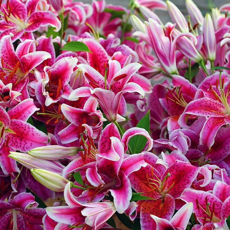 Stargazer Oriental Lily - Image 3