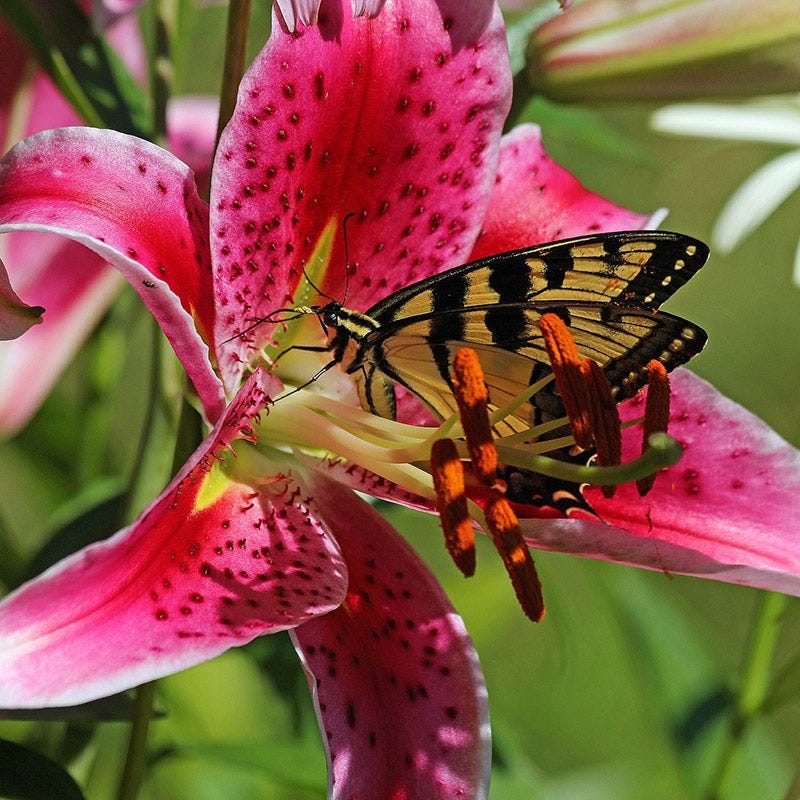 Stargazer Oriental Lily - Image 4