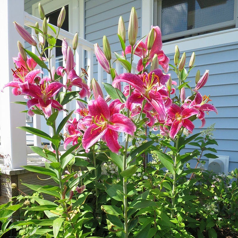 Stargazer Oriental Lily - Image 5