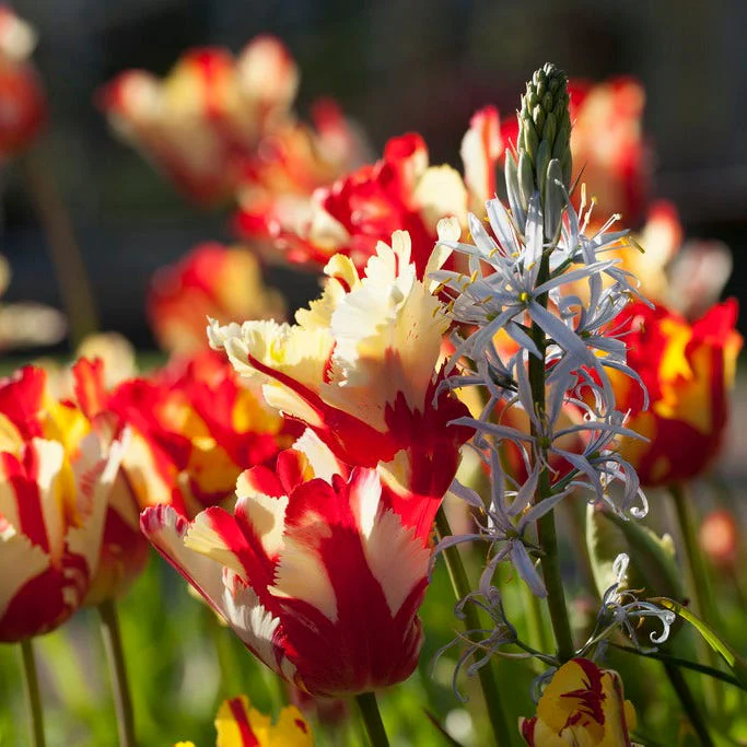 Flaming Parrot Tulip - Image 2