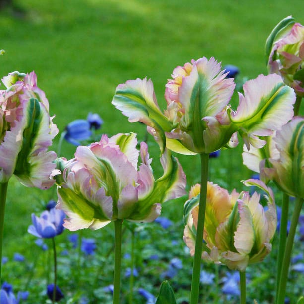 Green Wave Parrot Tulip - Image 3