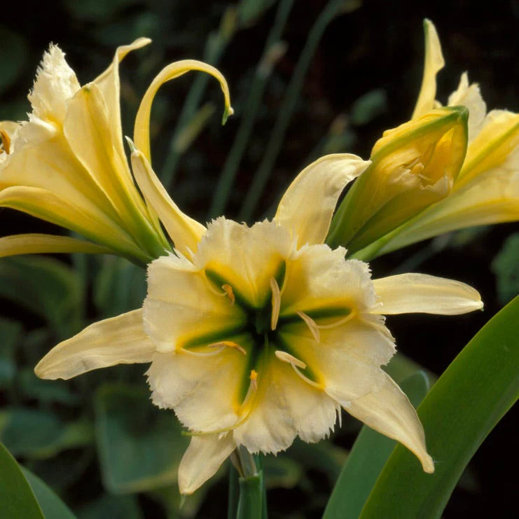 Sulphur Queen Peruvian Daffodil - Image 3