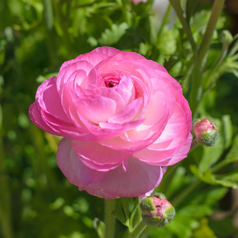 Tecolote Pink Ranunculus - Image 2