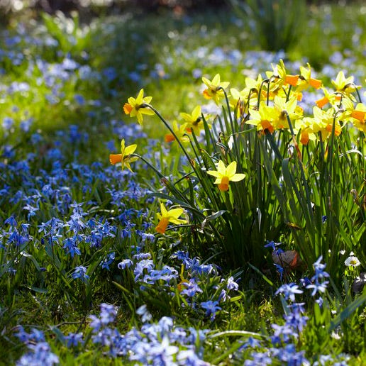 Siberian Squill - Image 2