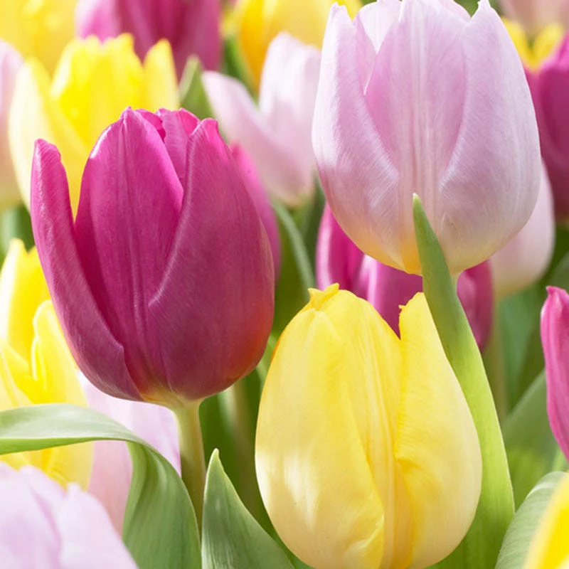 Royal Prince Single Early Tulip Mix - Image 2