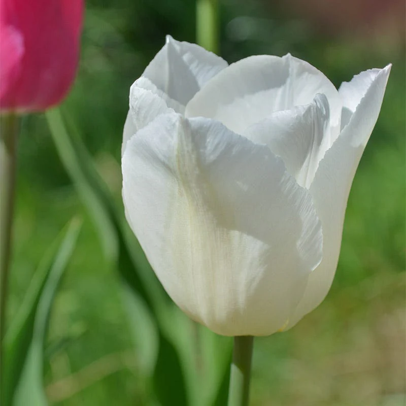 White Prince Single Early Tulip - Image 2