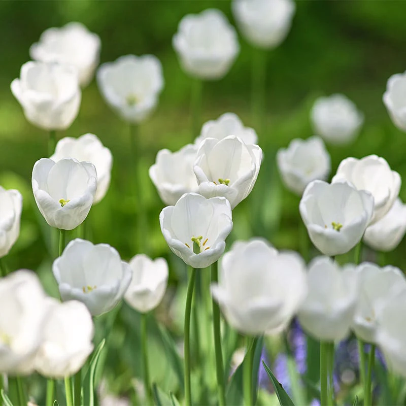 White Prince Single Early Tulip - Image 3