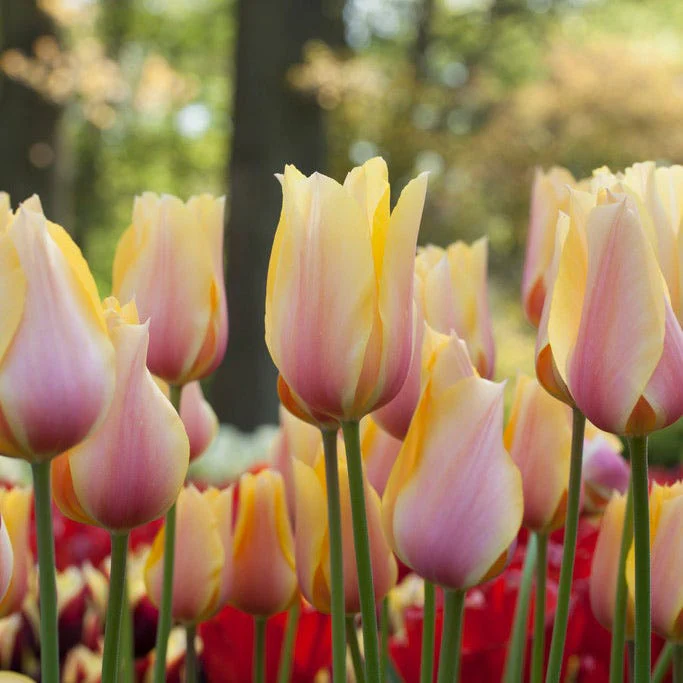 Blushing Beauty Single Late Tulip - Image 3