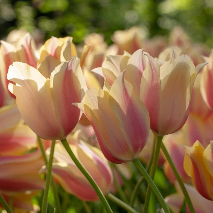 Blushing Beauty Single Late Tulip - Image 4
