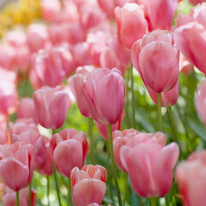 Menton Single Late Tulip - Image 3