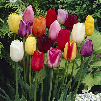 Single Late Tulip Bulb Mix - Image 2