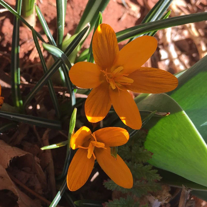 Orange Monarch Snow Crocus - Image 3