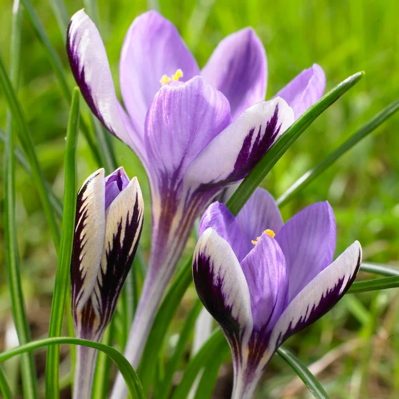 Spring Beauty Snow Crocus - Image 2