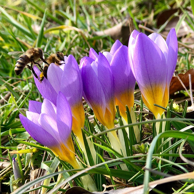 Tricolor Snow Crocus - Image 2