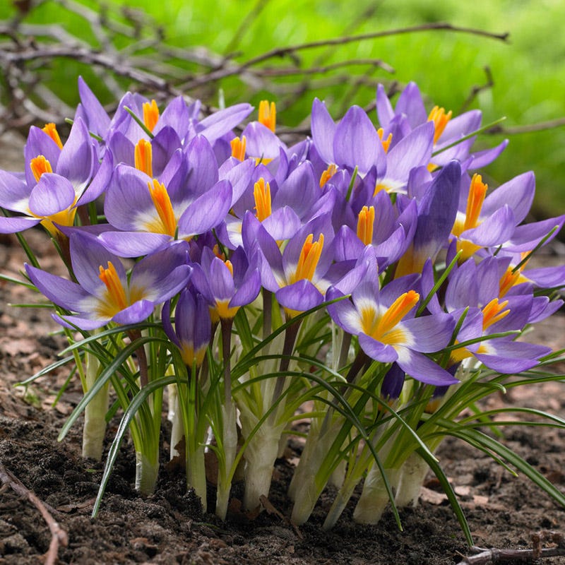 Tricolor Snow Crocus - Image 5