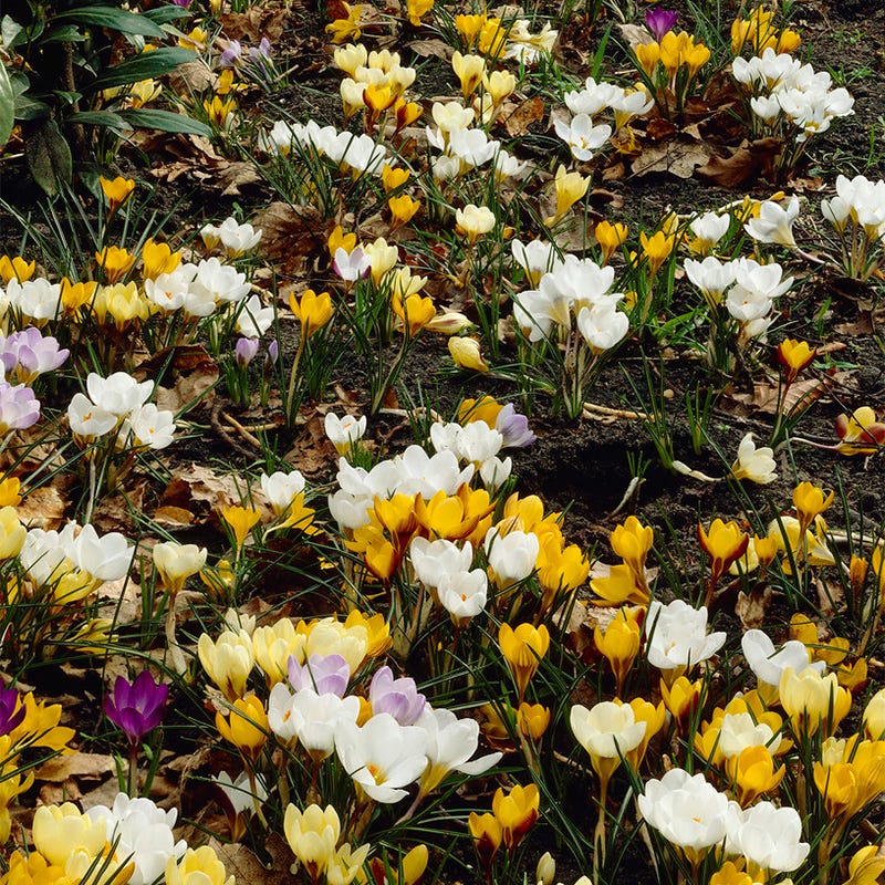 Yellow & White Snow Crocus Mix
