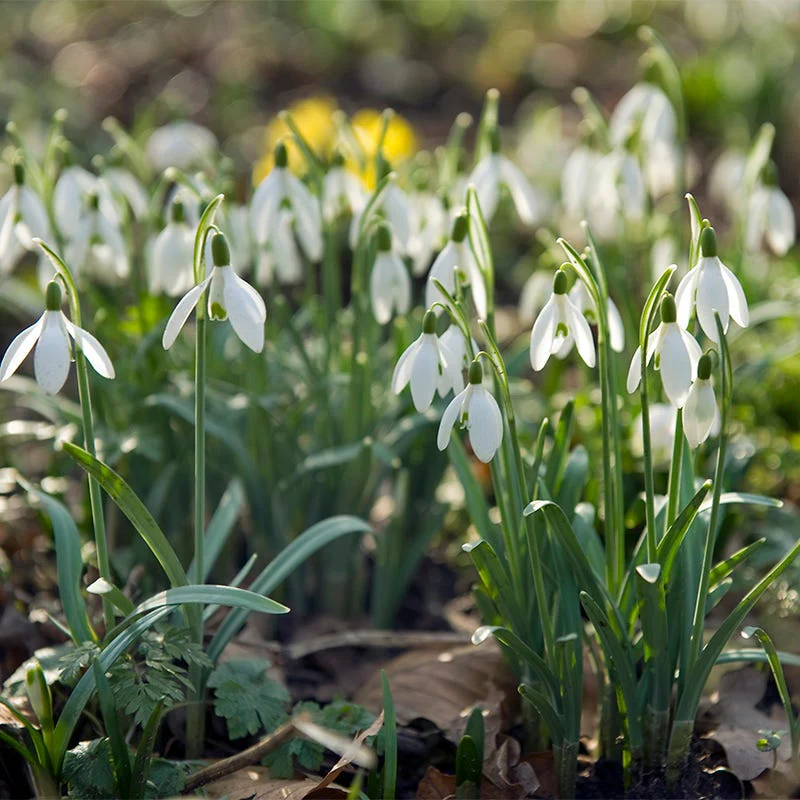 Snowdrops - Image 2