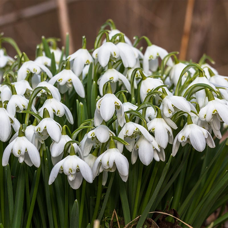 Snowdrops - Image 4
