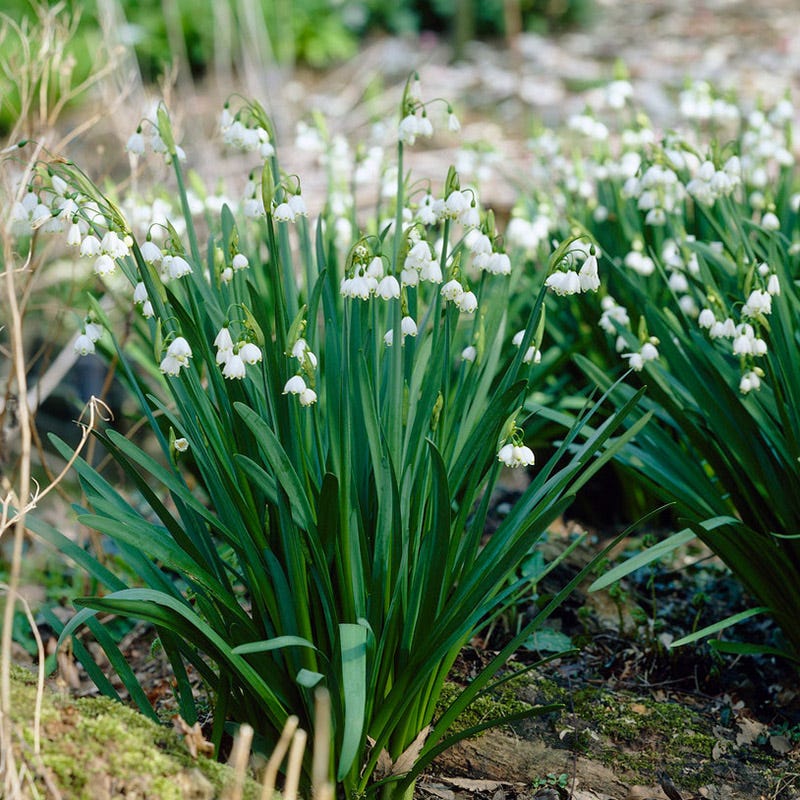 Giant Snowdrops - Image 2