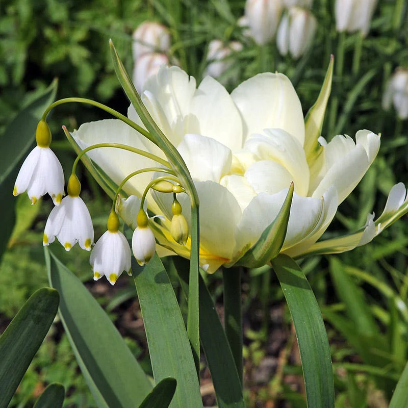 Giant Snowdrops - Image 3