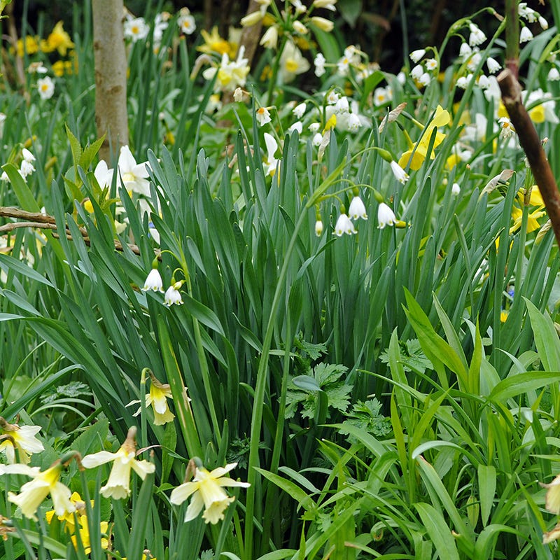 Giant Snowdrops - Image 5