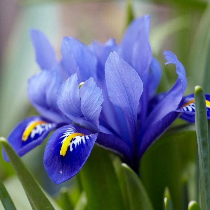 Dark Blue Species Iris