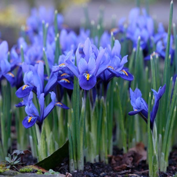 Dark Blue Species Iris - Image 2