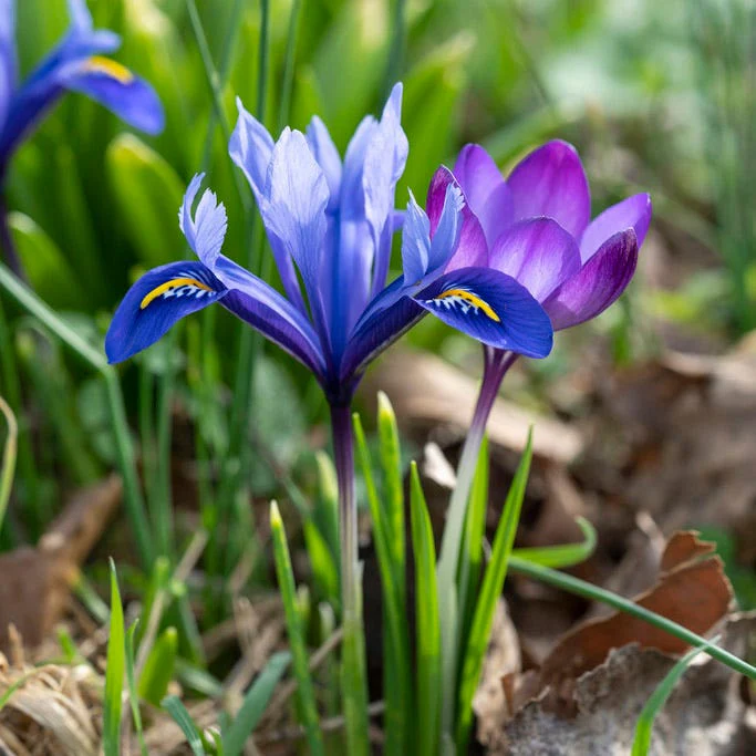 Dark Blue Species Iris - Image 3