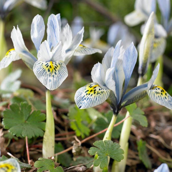 Katharine Hodgkin Dwarf Iris - Image 2