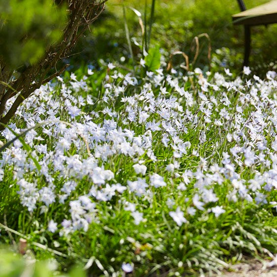 White Ipheion - Image 4