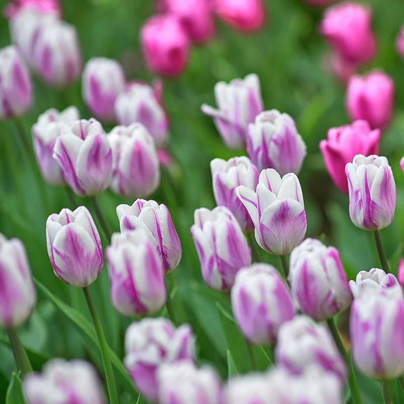 Flaming Flag Triumph Tulip - Image 3