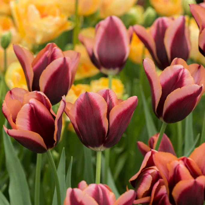 Slawa Triumph Tulip