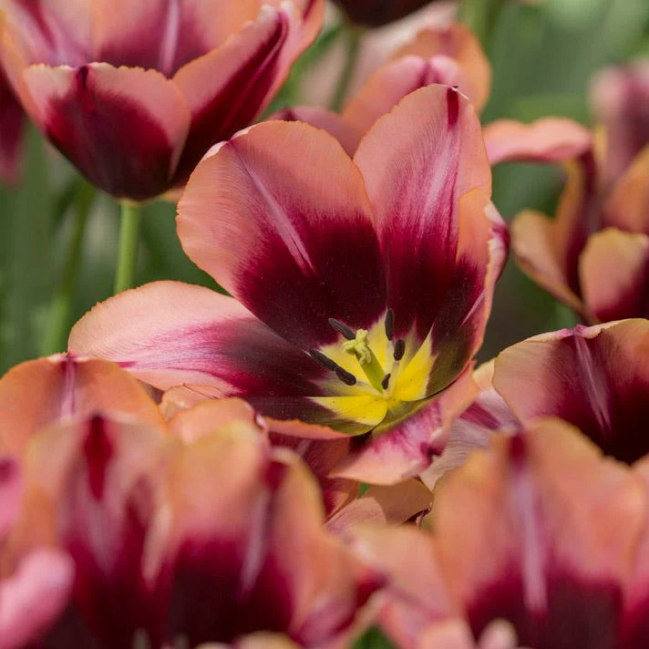 Slawa Triumph Tulip - Image 4
