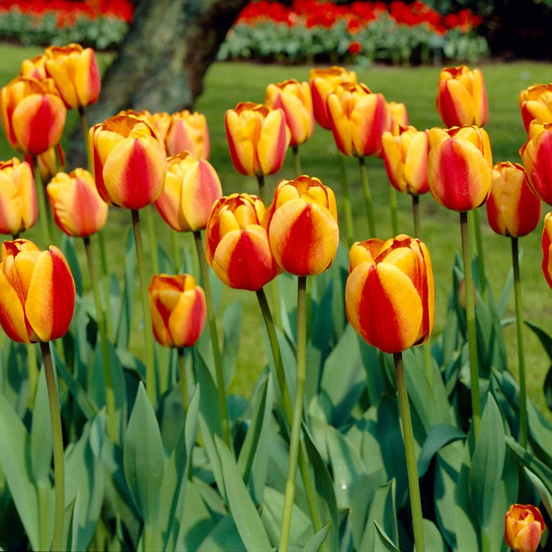 Apeldoorn Elite Darwin Tulip