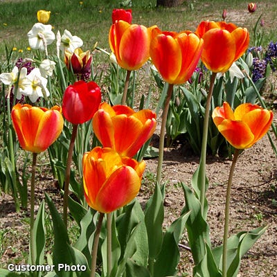 Apeldoorn Elite Darwin Tulip - Image 3