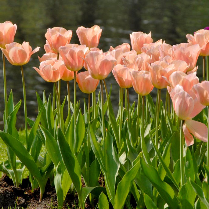 Apricot Beauty Single Early Tulip - Image 2