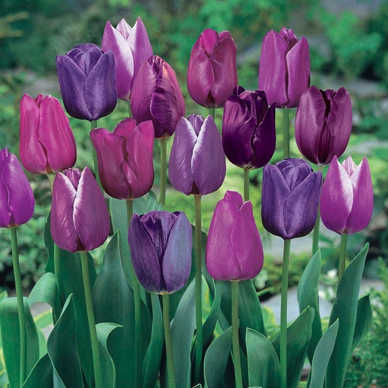 Blue Moon Triumph Tulip Mix - Image 2