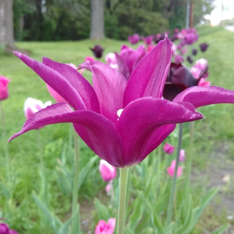 Blue Moon Triumph Tulip Mix - Image 4