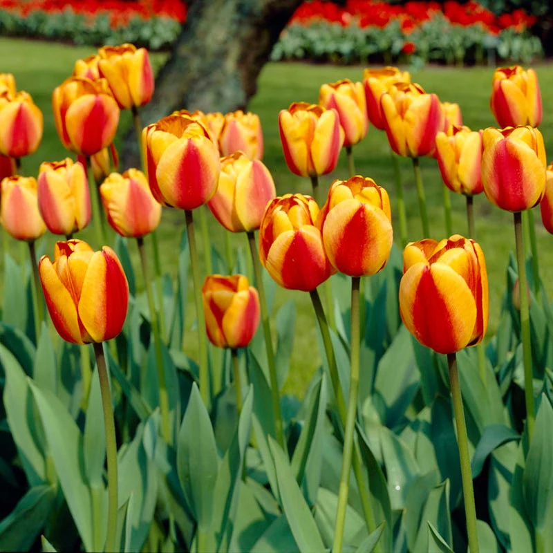 Circus Tent Tulip Collection - Image 4