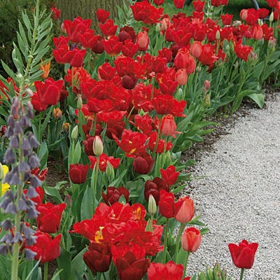 Endless Spring Red Tulip Mix